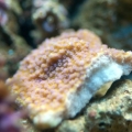 Blue Polyp Monti