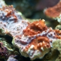 I Believe Echinophyllia aspera