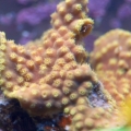 Yellow Turbinaria reniformis