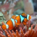 Clown And RBTA