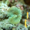 Yellow Feather Duster (Myxicola sp.)