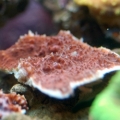 Oxypora lacera?