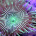 buttonpolyps