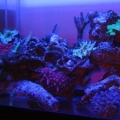 20 gal with just actinics