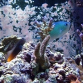 Just some new pics of some of the things in my tank