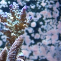 Just some new pics of some of the things in my tank