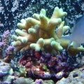 Just some new pics of some of the things in my tank