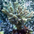 Just some new pics of some of the things in my tank