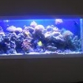 REEF TANK IN-WALL