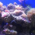 135gal in-wall reef