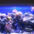 135gal in-wall reef
