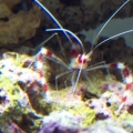 Barbershop_shrimp