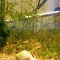 20 long refugium