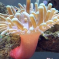 Bubble_Anemone