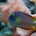 Kole Yellow Eye Tang