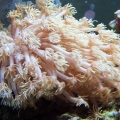 coral_2