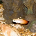 Domino Damsel with Firefish