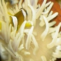 Clarkii Clown with his best friend