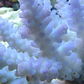 Blue Acro