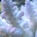 Blue Acro