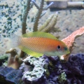 cheekspot Wrasse