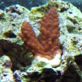 Frag