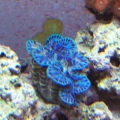 Clam