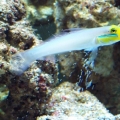 golden_goby