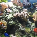 AZCorlGuy's 60g Reef