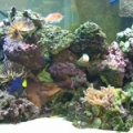 SmallTank
