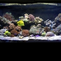 my 180 gallon