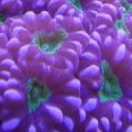 CANDYC_1