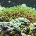 Green_star_polyp