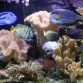 REEF