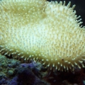 Leather_coral