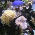 REEF