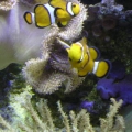 REEF