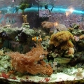 Fish's View of the tank