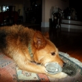 Shadow with his Christmas Present