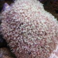 Green Star Polyps