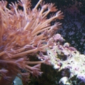 Pulsing Xenia