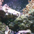 left side tank shot