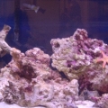 46 Gallon Oceanic bowfront