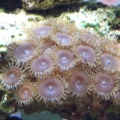 Polyps