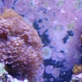 my mushroom