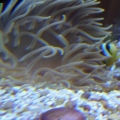 Delicate anemone enjoys the new light