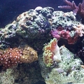 20 Long Close Up