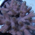 milliupclose