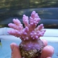 purp1