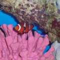 Shrimp & Clown